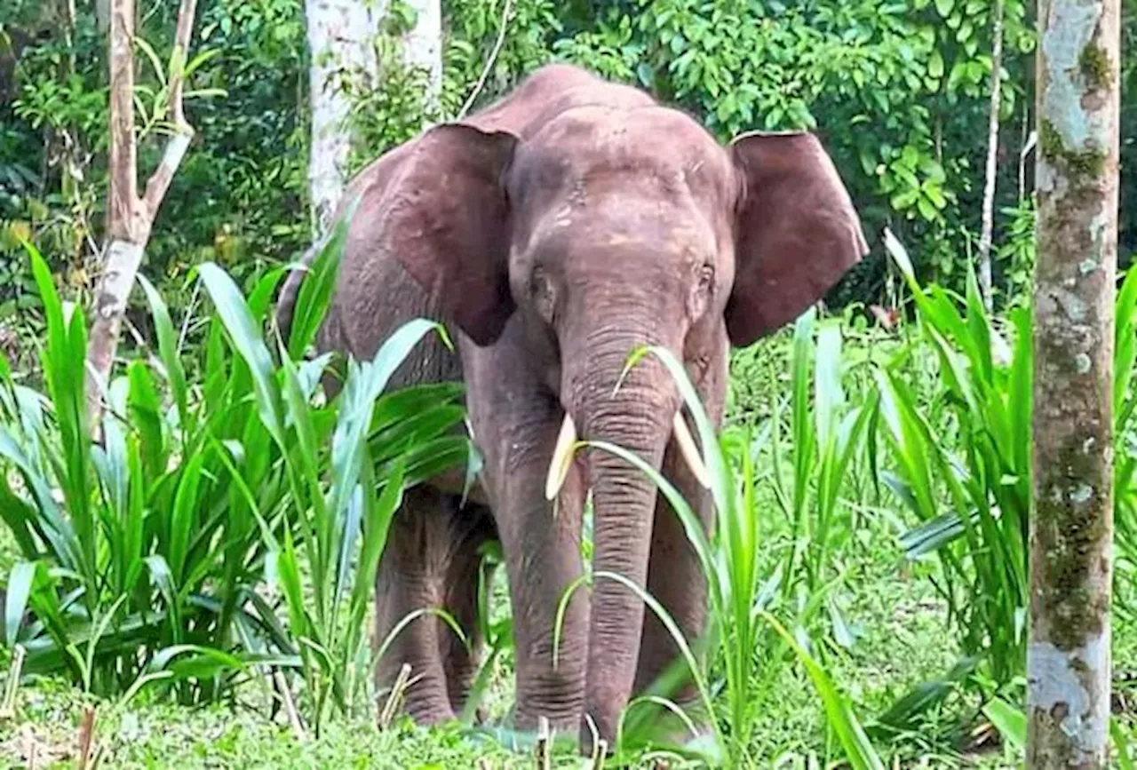 Perhilitan captures male elephant in Jeli