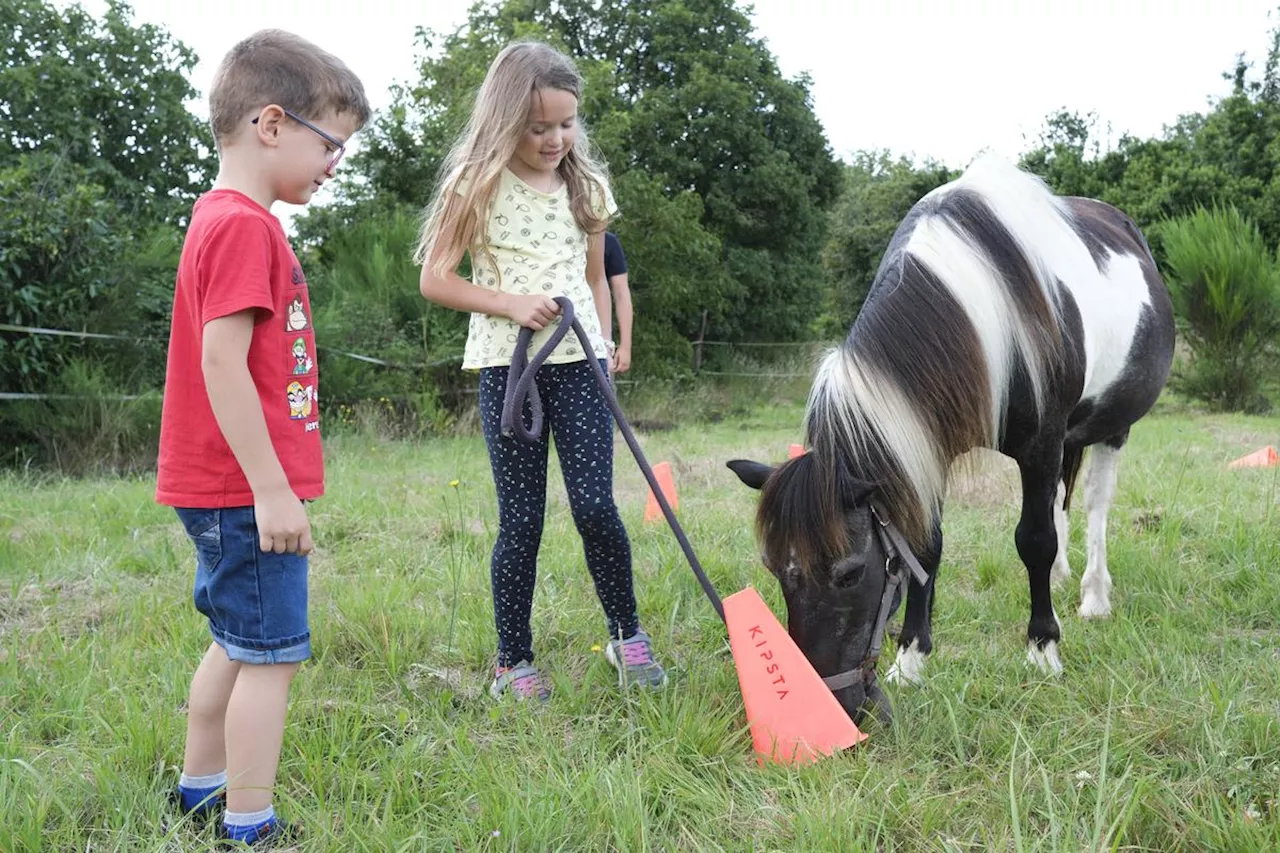 « Distribuer du bonheur aux gens » : dans les Landes, les chevaux aident à se sentir mieux