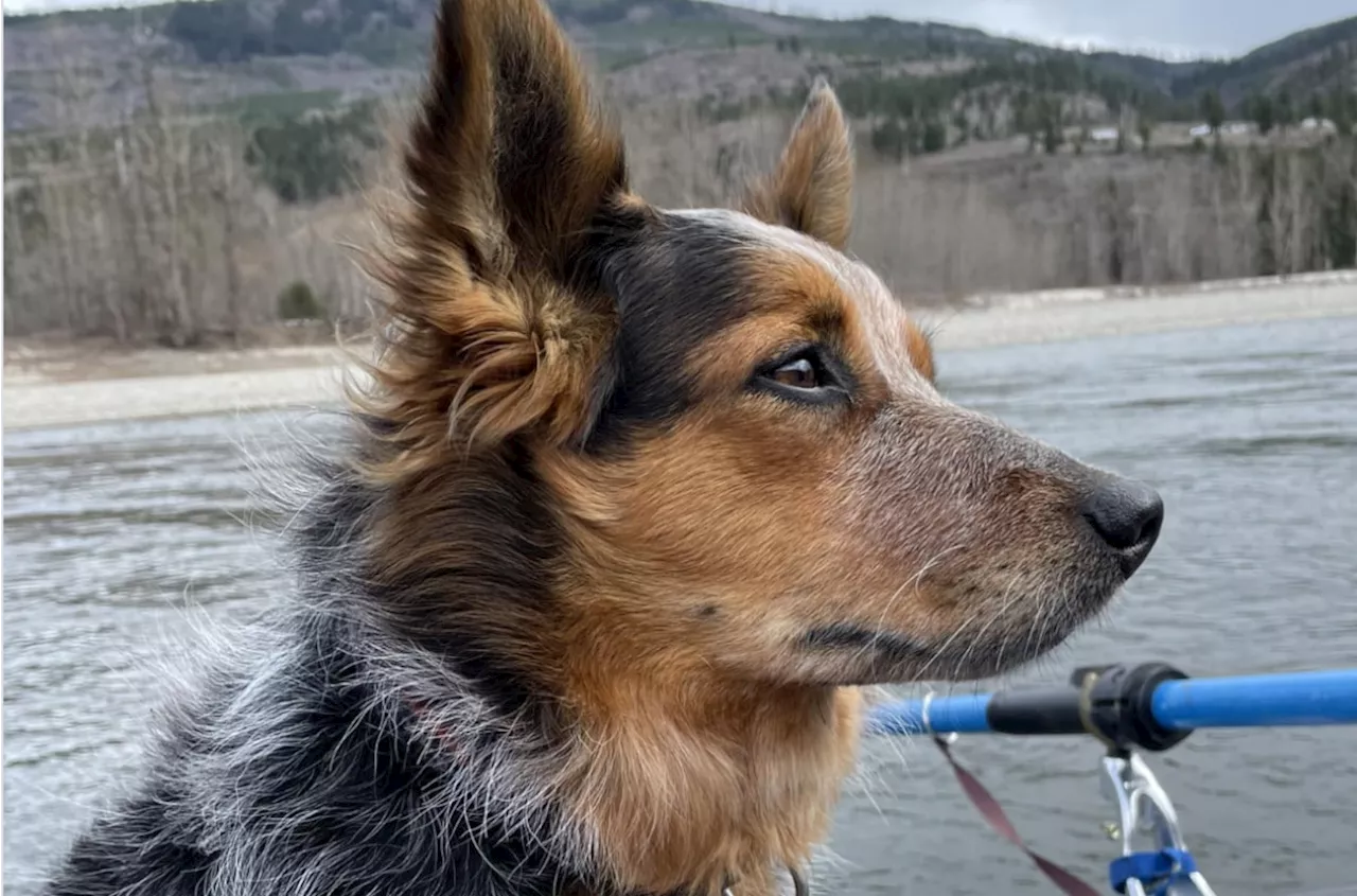 Dog found after being lost in Chilcotin River landslide, officials confirm