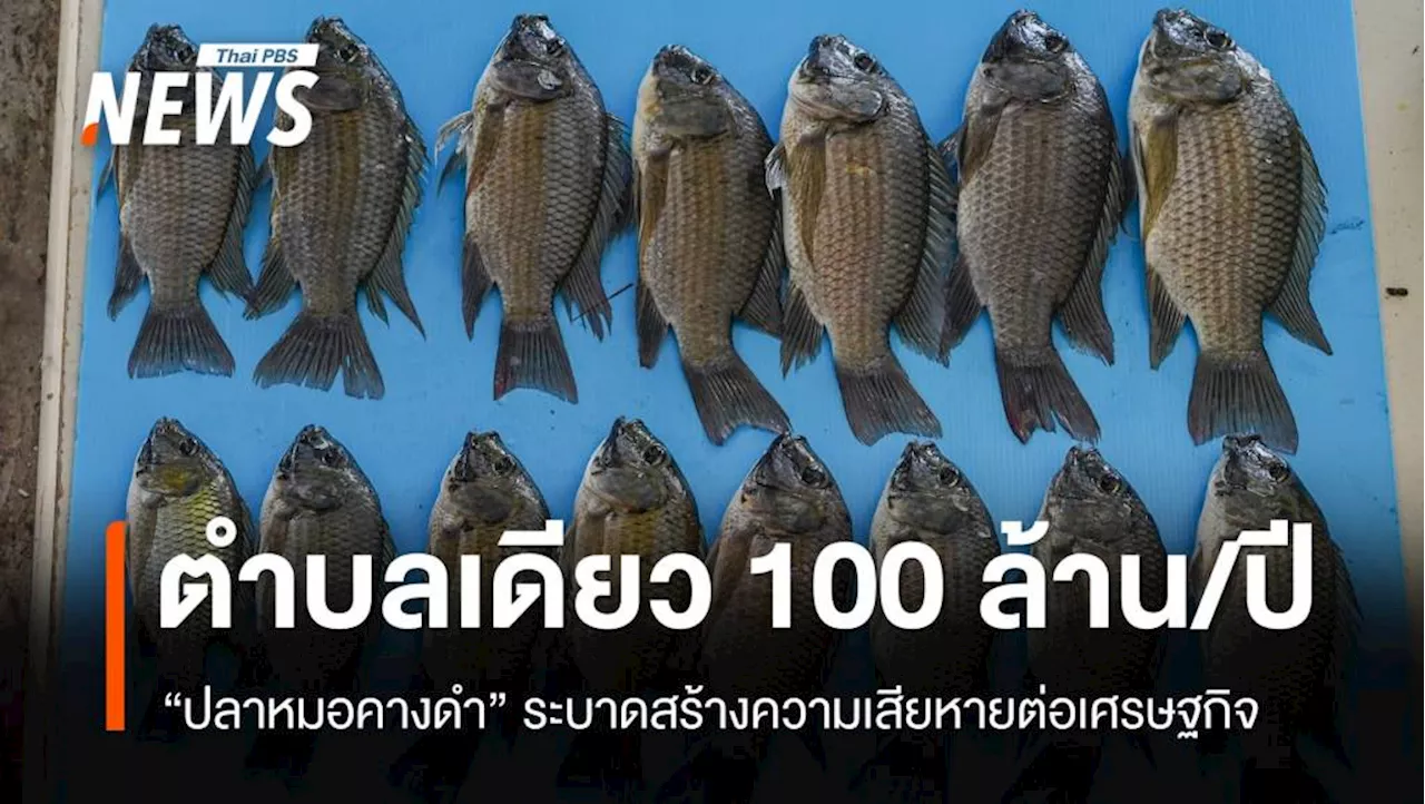 'ปลาหมอคางดำ' สร้างความเสียหายต่อเศรษฐกิจ ตำบลเดียวกว่า 100 ล้าน/ปี