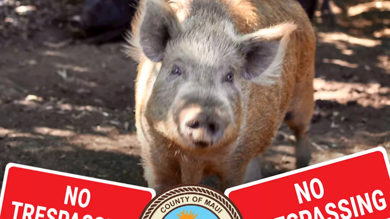 Maui Animal Sanctuary Beefs Up Security After Pet Pig Theft, Brutal Killing