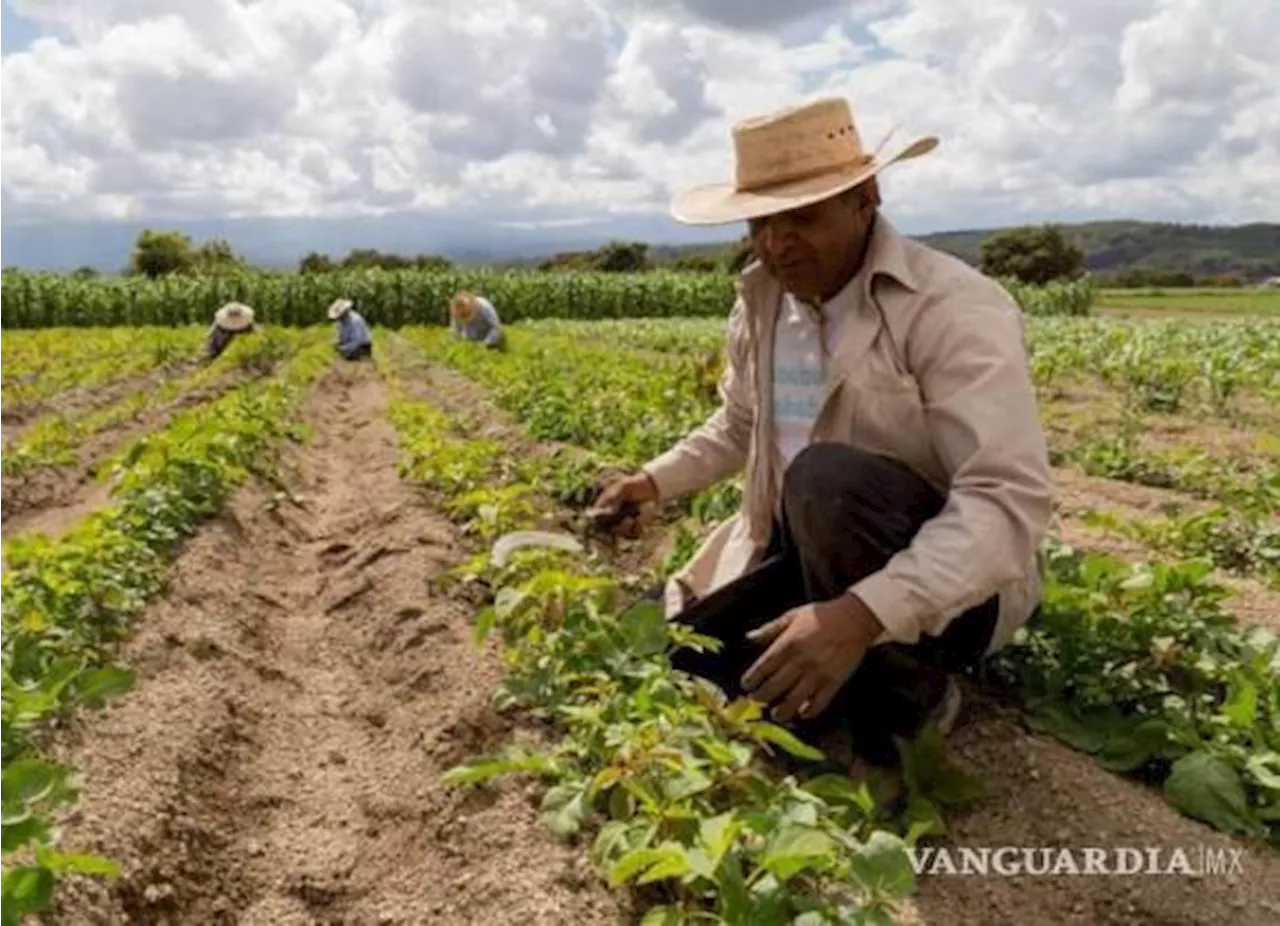 UNTA exige inclusión de Coahuila en el programa Sembrando Vida para el 2025