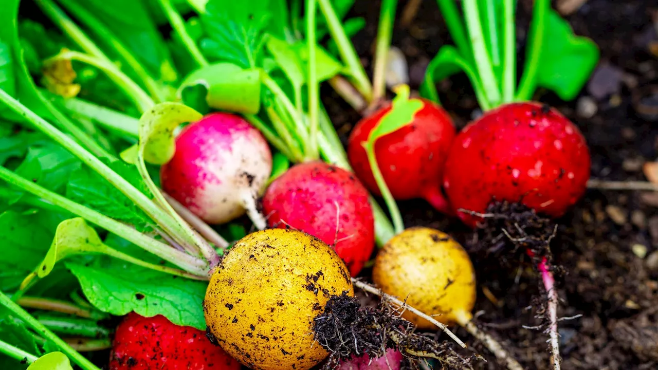 Düren-Merken: Besser kein Obst und Gemüse aus eigenem Garten essen