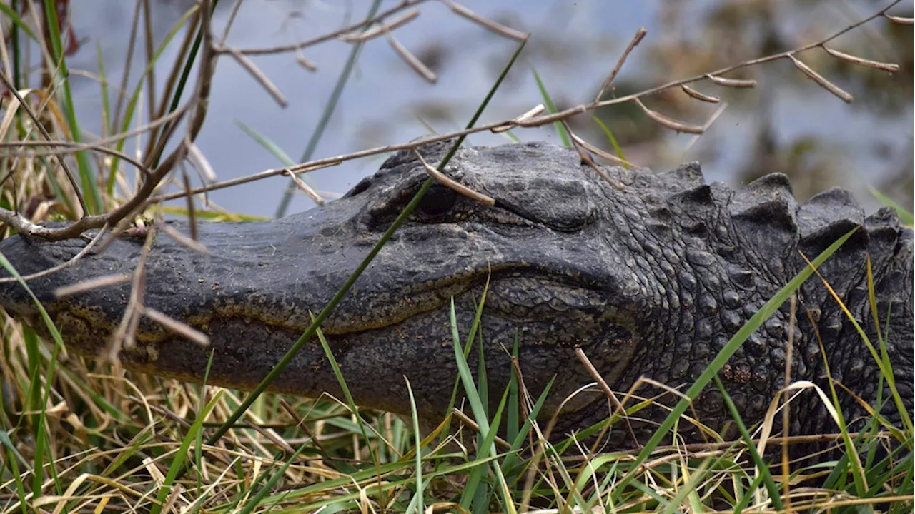 71-year-old Florida man 'lassos' alligator, ties it to nearby handrail: sheriff