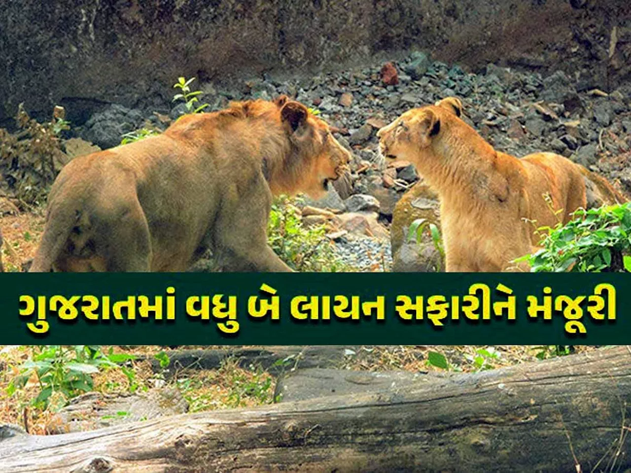 હવે કચ્છ અને ઉનામાં પણ સંભળાશે સિંહની ગર્જના, ગુજરાતમાં વધુ બે લાયન સફારીને મંજૂરી