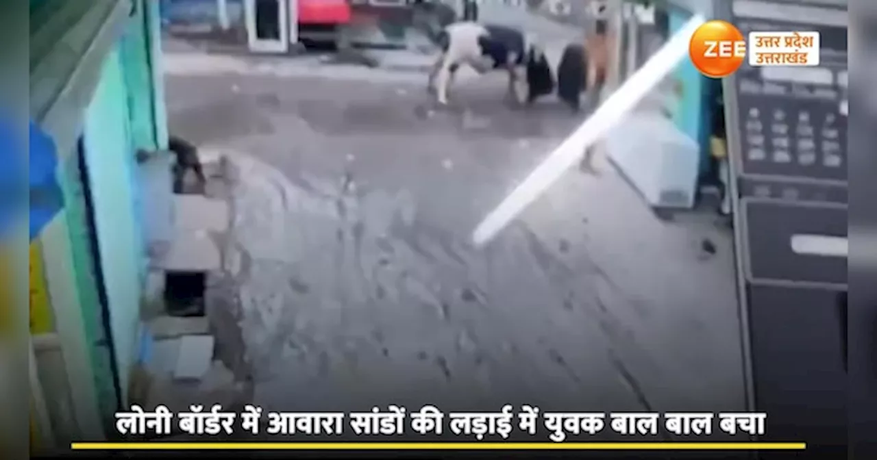 Ghaziabad Video: गाजियाबाद में सांड़ों की बीच चौराहे लड़ाई में पिस गया लड़का, CCTV सामने आया