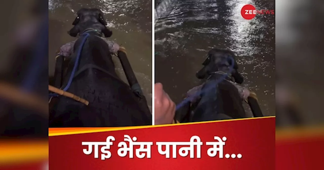 Jugaad Video: गई भैंस पानी में... दिल्ली की सड़क पर भर गया पानी, फिर भैंस के ऊपर बैठकर की सवारी