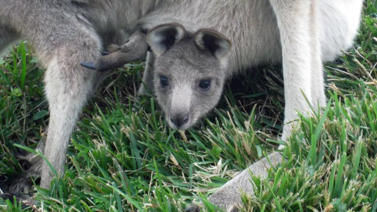 Man fined over animal cruelty after piles of 71 dead kangaroos found on Victorian property