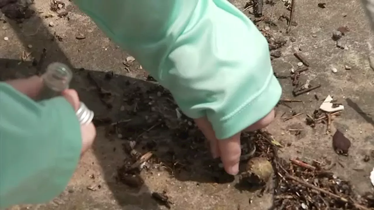 UHCL team of researchers work to quantify amount of plastic pollution in Galveston Bay