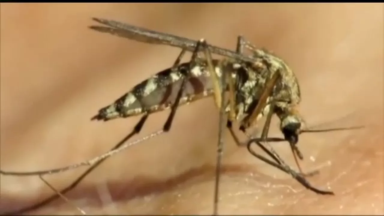 New York City conducting spray sessions to mitigate West Nile virus spread