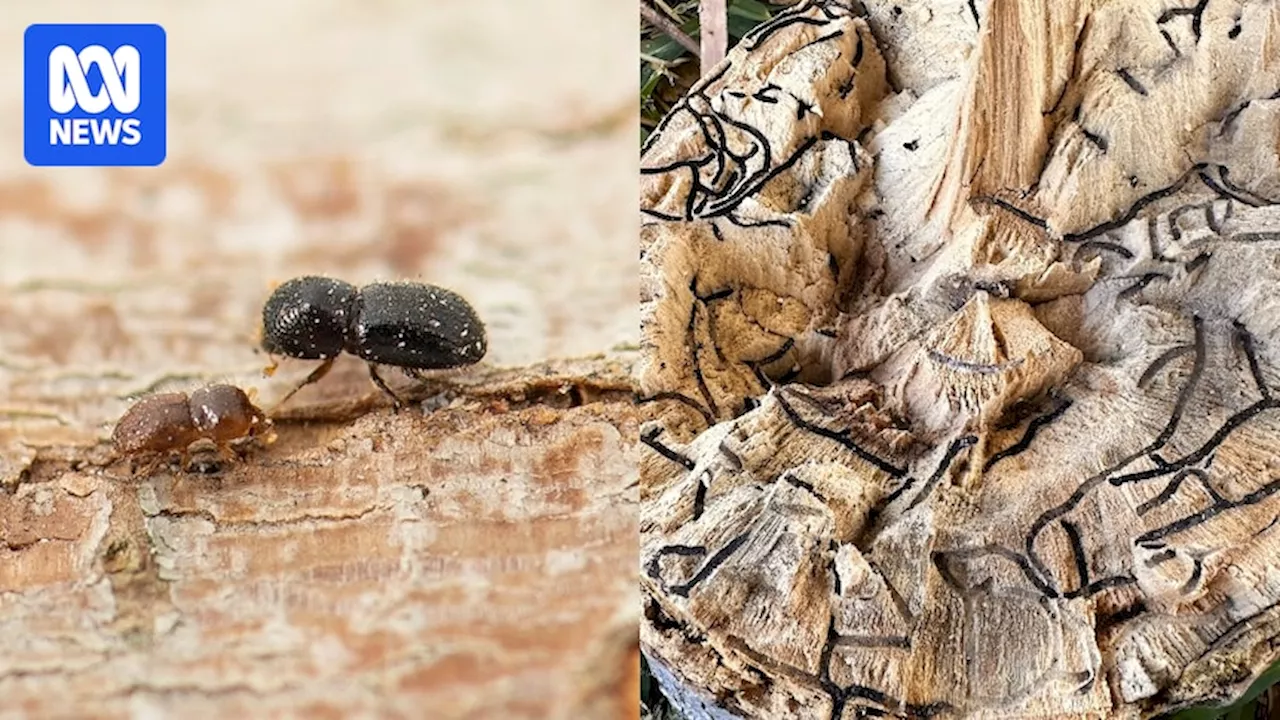 Concerns grow as shot-hole borer found beyond Perth quarantine zone