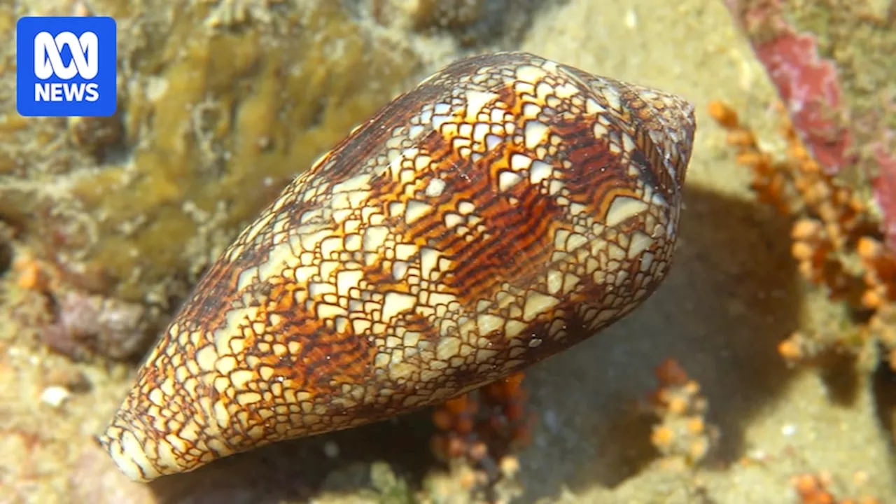 Deadly cone snail found on NSW North Coast as east coast sightings increase