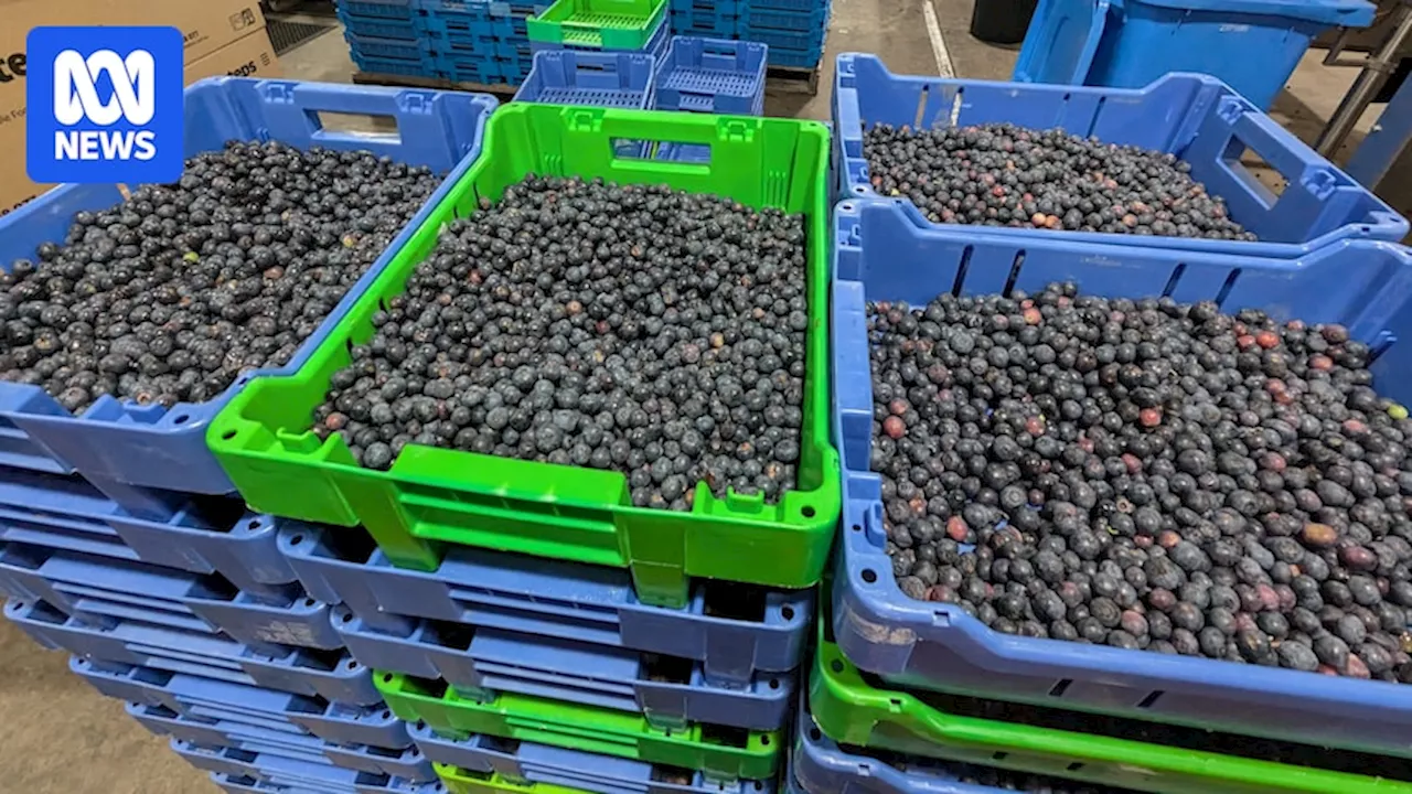 OzHarvest saves blueberries from landfill to make wine alternative