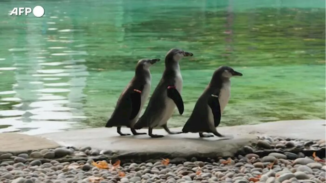 Londra, allo zoo si effettua la pesatura annuale degli animali