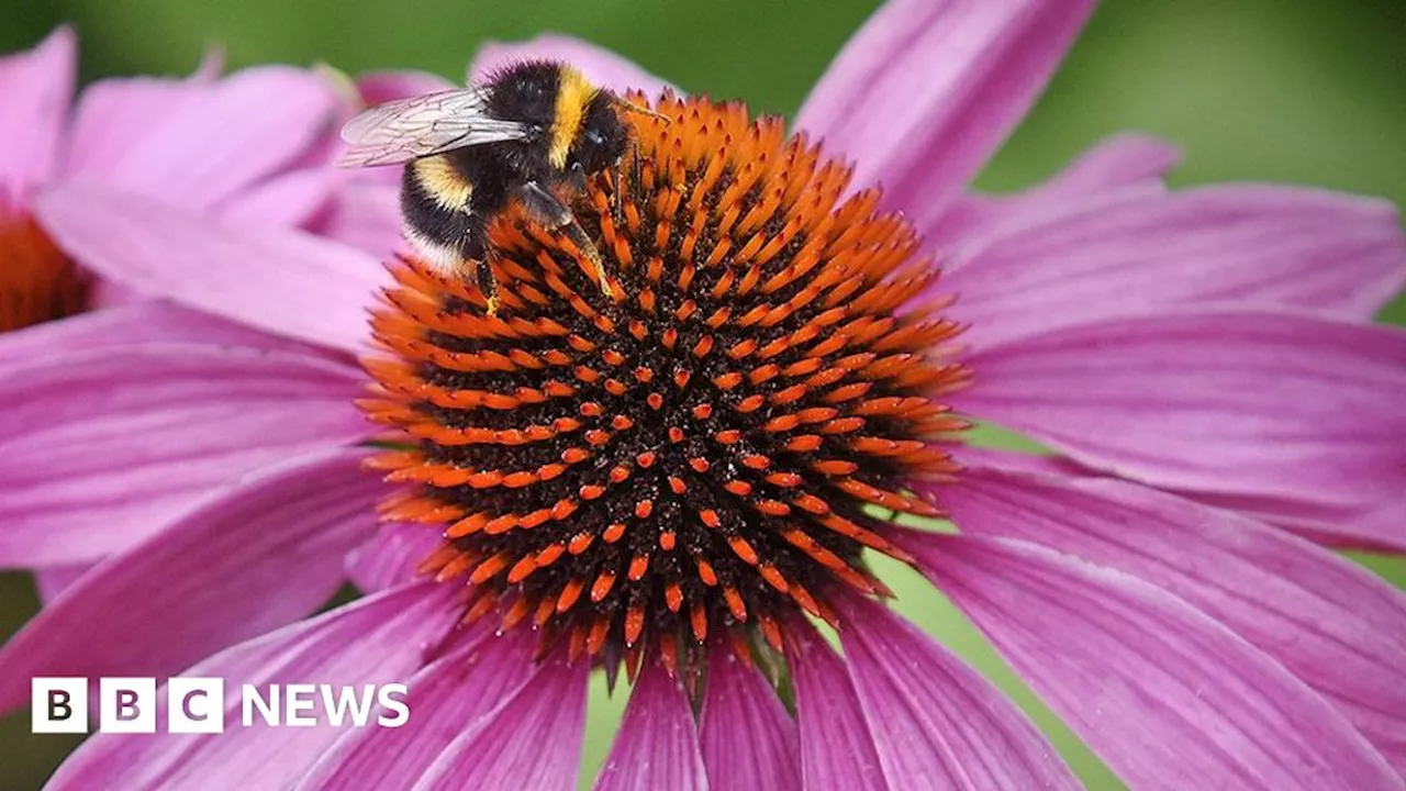 Community garden to open at Blackpool's Layton Library