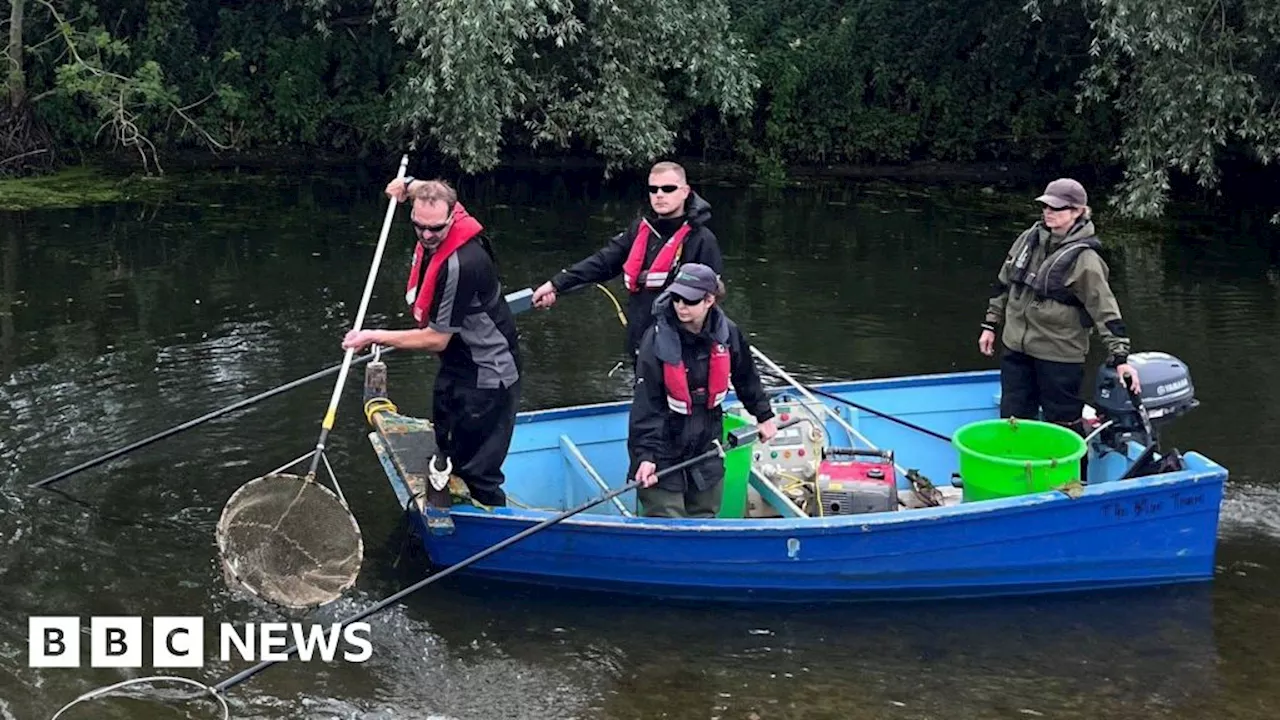 Survey of River Stour at Dedham finds more than 600 fish