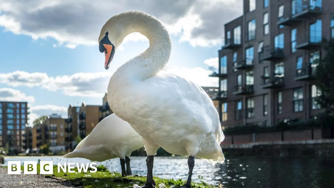 Railway staff learn swan handling skills to prevent train delays