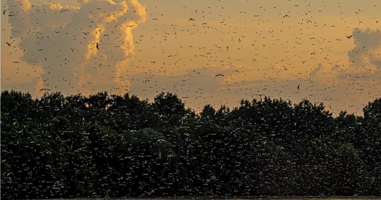 Huge swarms of flying insects have returned to Ontario and are leaving 'mass graves'