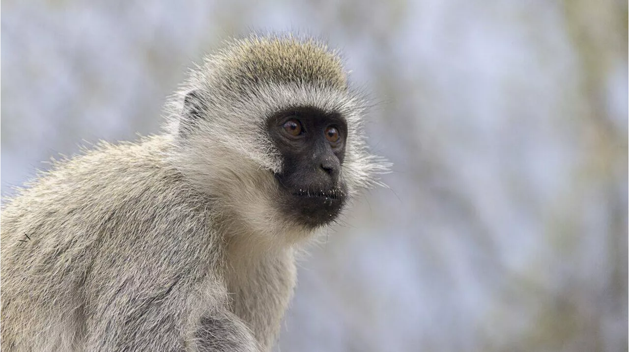 Monkeys’ brutal deaths spark outcry in KZN