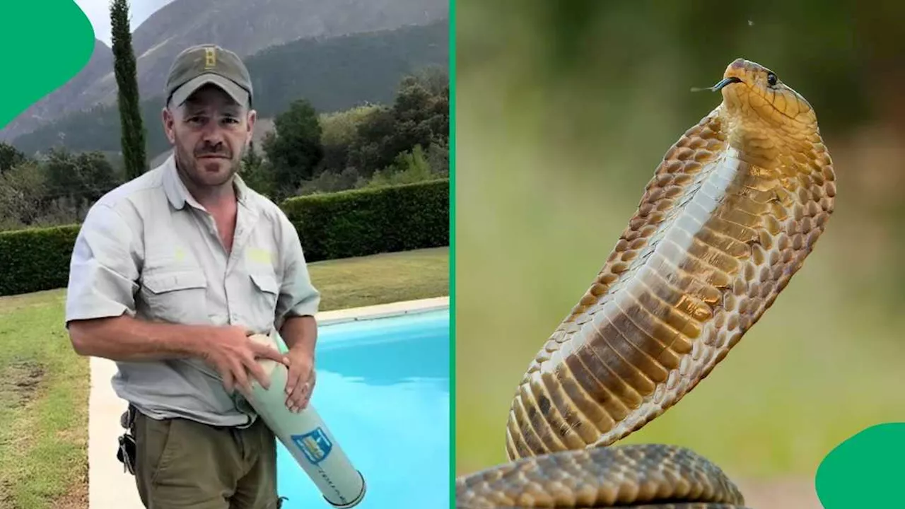 “I Would’ve Passed Out”: SA Has Chills After Man Wearing Plakkies Catches Frog-Swallowing Cape Cobra