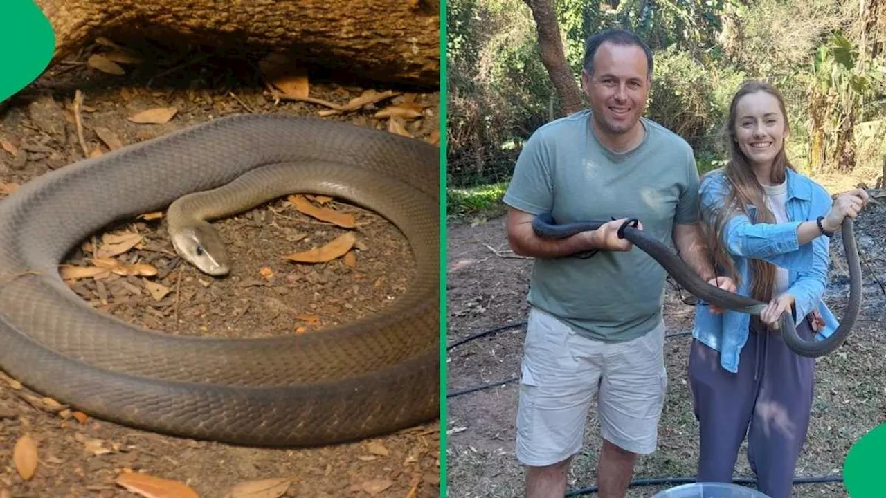 South African Snake Rescuer and Partner Catches 4 Mambas in Durban, Netizens Applaud