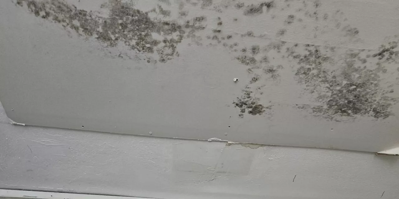 Moldy Mess: Cleveland community outraged over corner store conditions