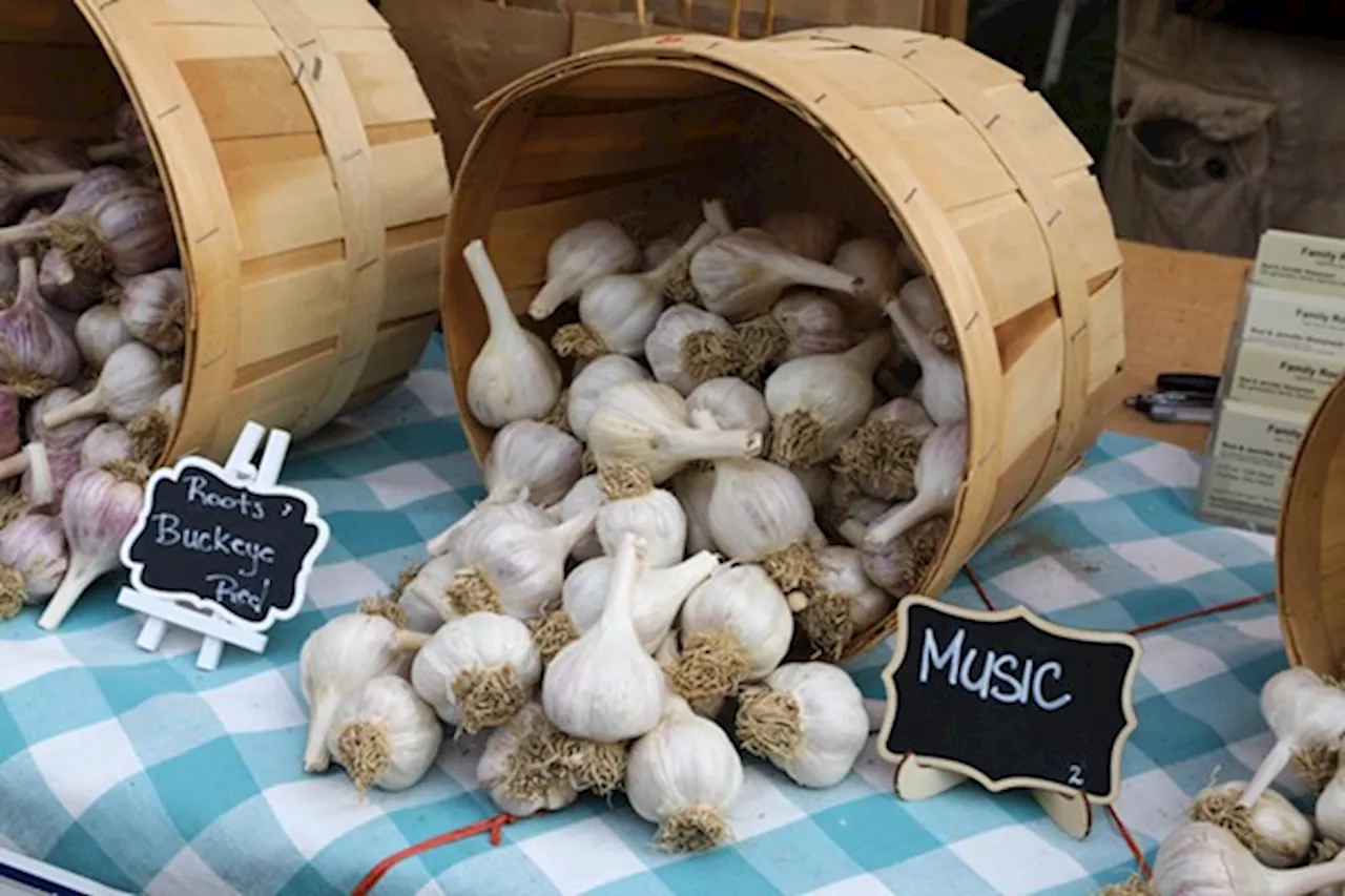 Cleveland Garlic Festival Returns to Shaker Square Aug. 24-25