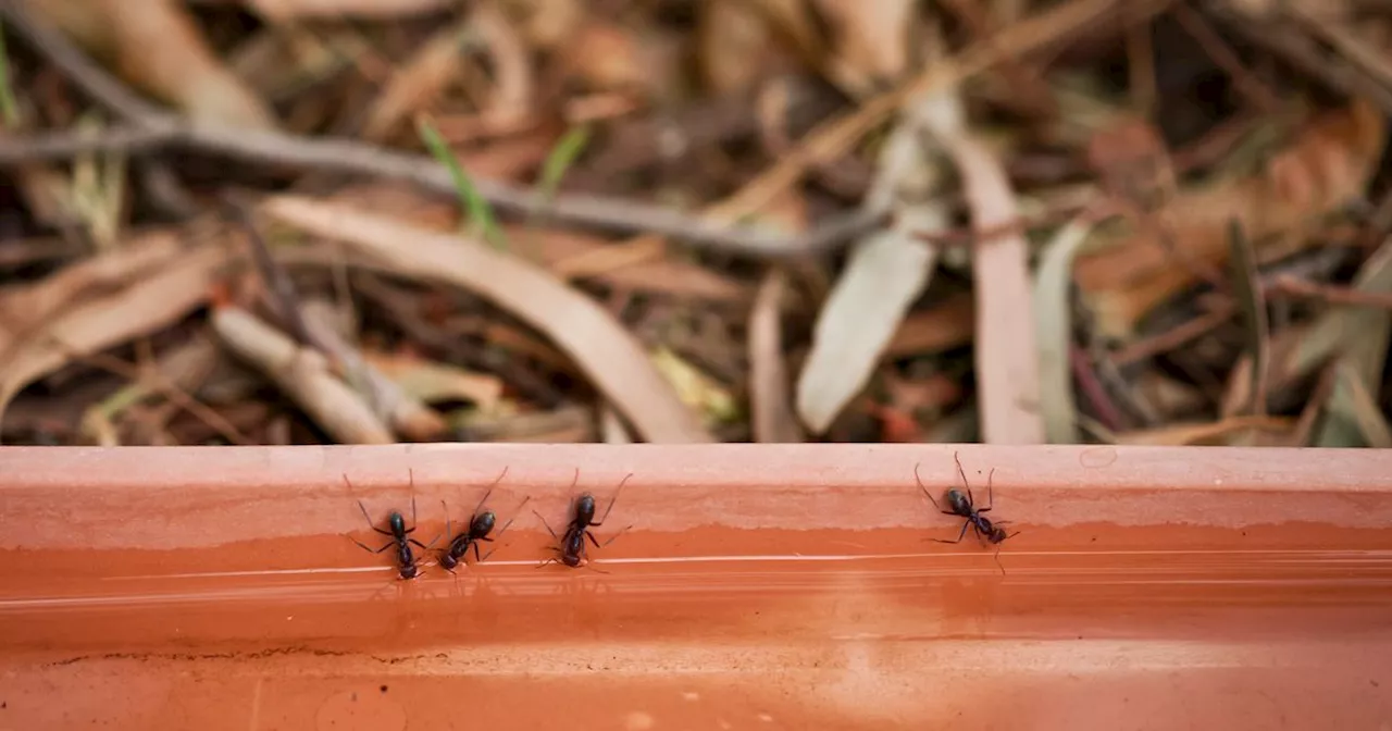 Alan Titchmarsh's tip for deterring ants with one item they 'not going to like'