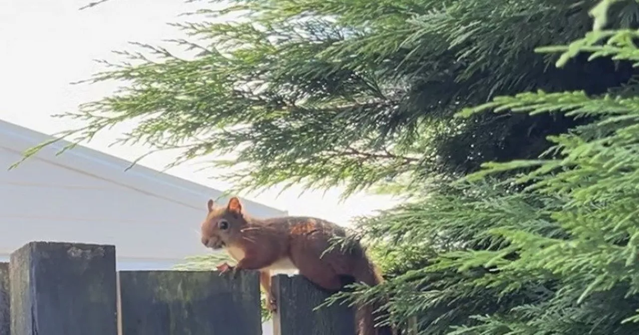 Rare red squirrel spotted near Glasgow for the 'first time in decades'