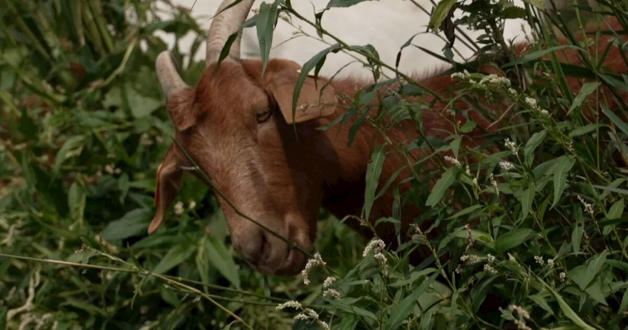 300 goats graze on Ken Mitchell Open Space in Brighton to reduce wildfire fuel