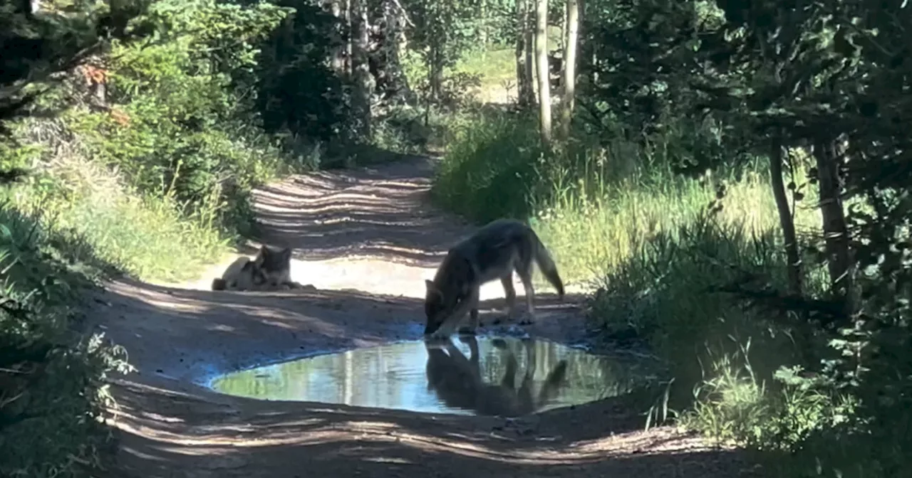 WATCH: 3 wolf pups from Colorado's Copper Creek Pack captured on camera playing along dirt road