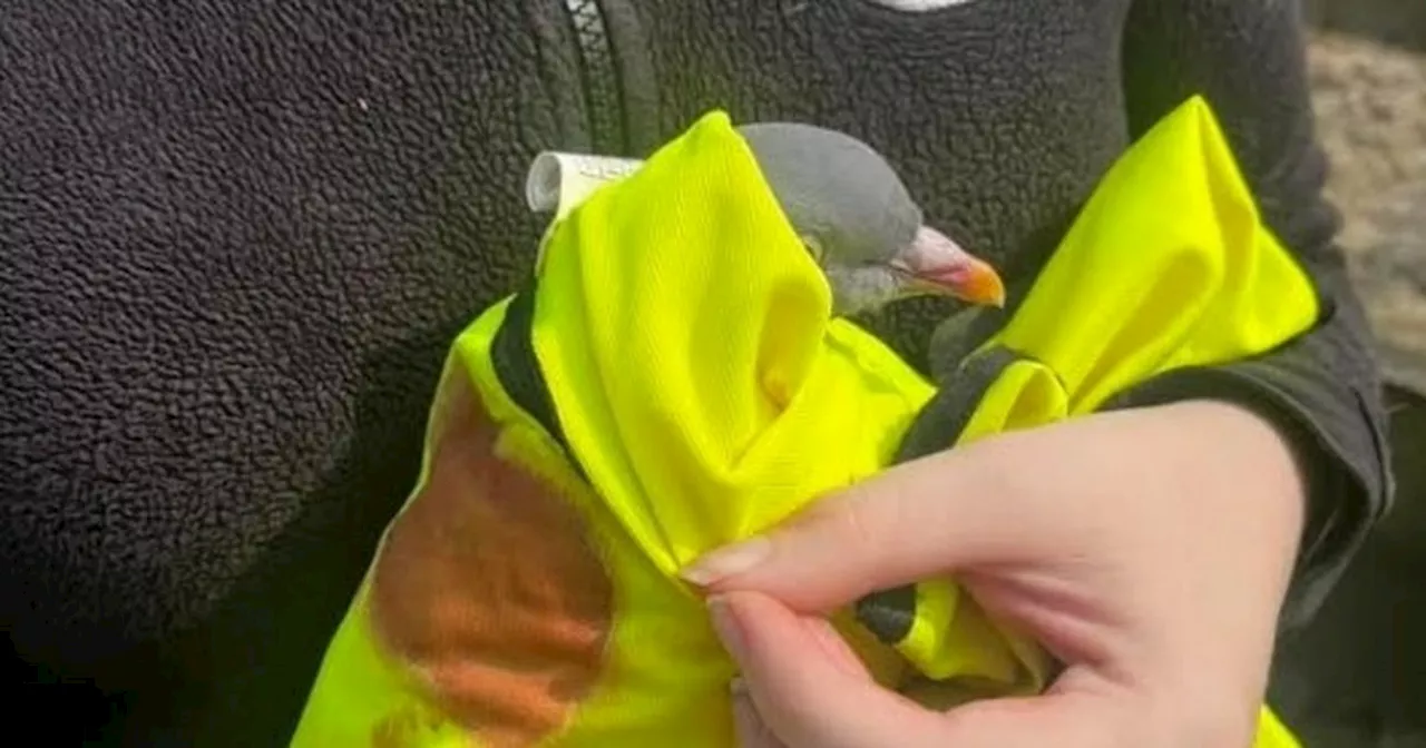 Woman finds bird covered in blood after hearing gunshots