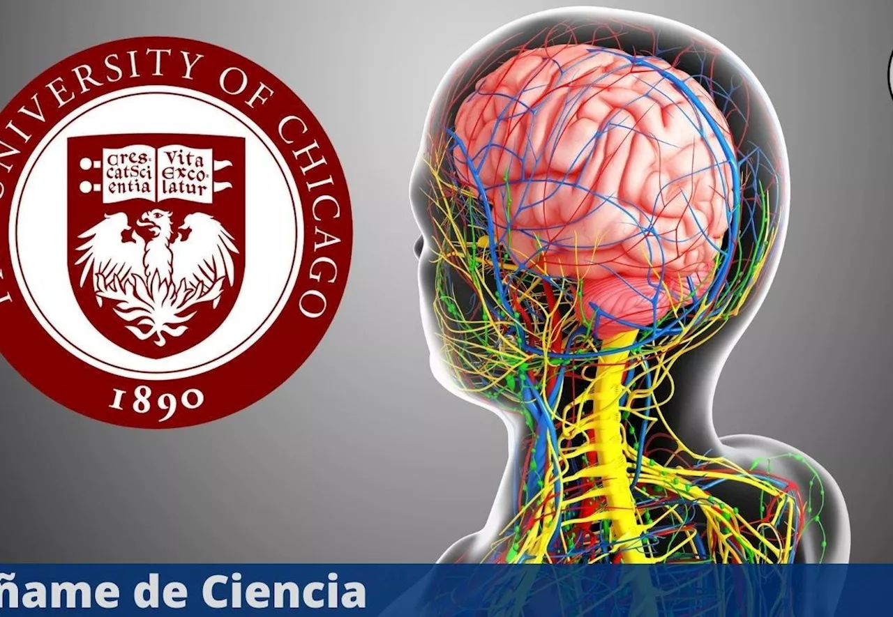 Universidad de Chicago lanzó curso virtual de ANATOMÍA y FISIOLOGÍA, ¡100% GRATUITO!