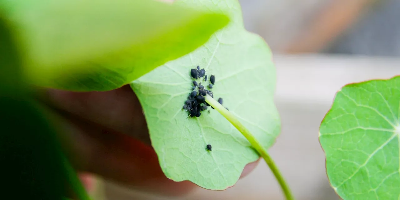 Jeder Hobbygärtner hasst sie: Was Sie gegen Blattläuse im Garten tun können