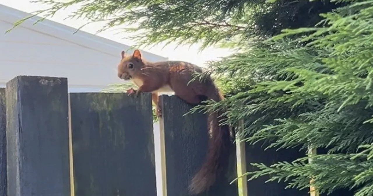 'First time in decades' as red squirrel spotted in Bishopbriggs