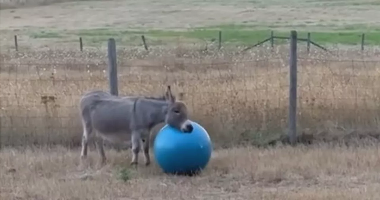 How a B.C. community brought joy to Earl, a lonely donkey whose owner died