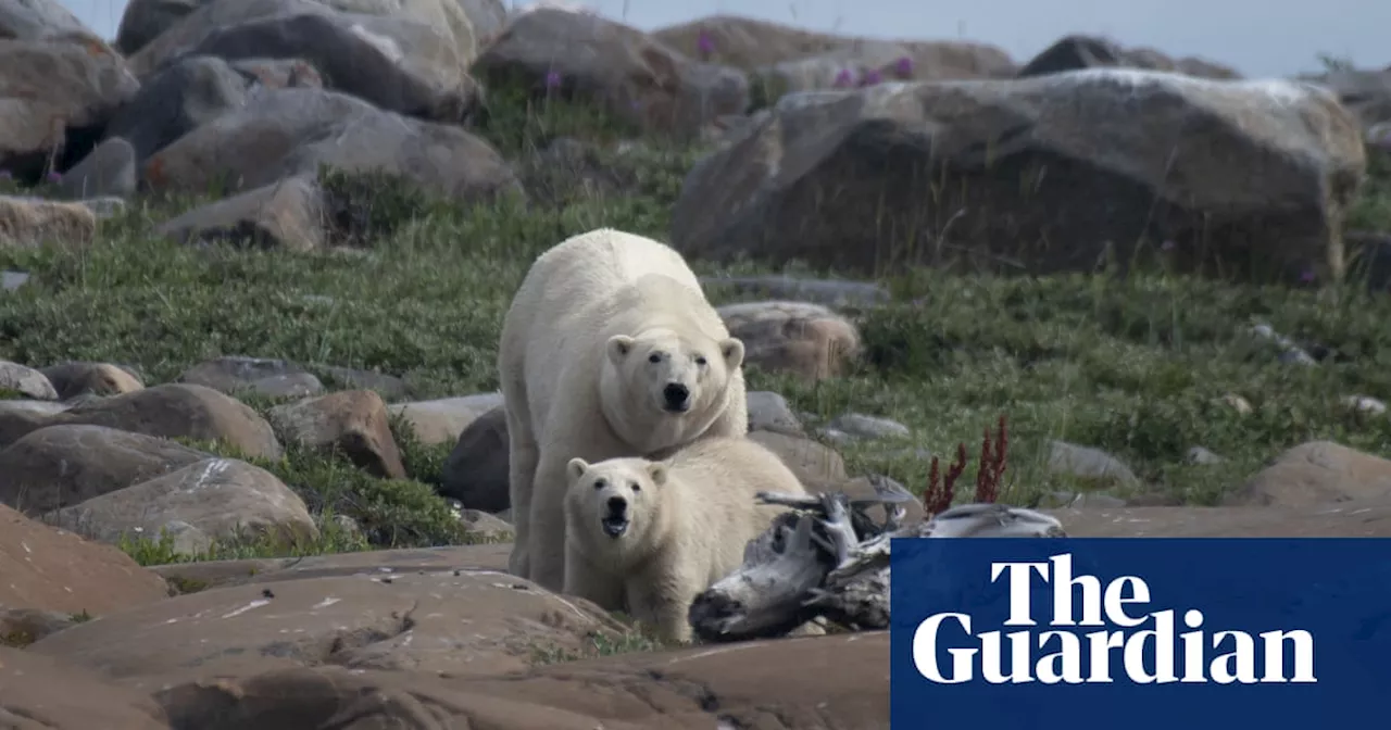 Collision course: polar bears forced into people’s path by climate crisis