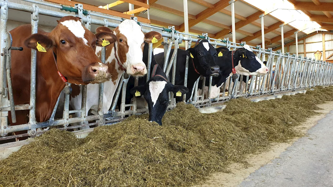 Bauern und Kunden gefordert - Kosten steigen enorm – nächste Butter-Teuerung droht