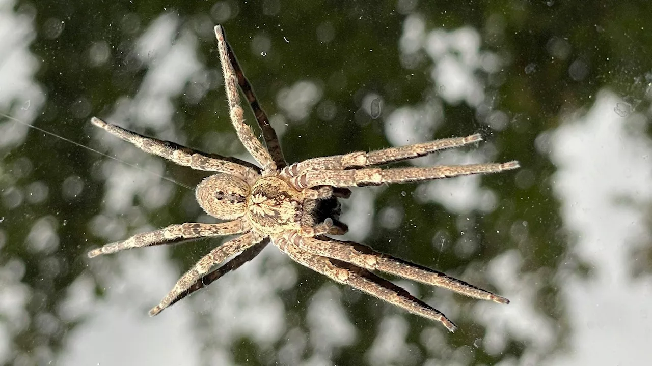 Tierischer Immigrant - Diese Giftspinne ist jetzt Österreicherin