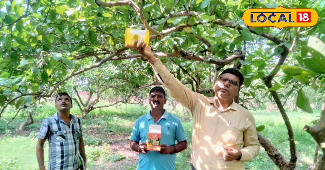 इस तरीके से करें अमरूद की बागवानी, फल मक्खी कीट लगने का डर हो जाएगा समाप्त, बढ़ जाएगी उत्पादन क्षमता