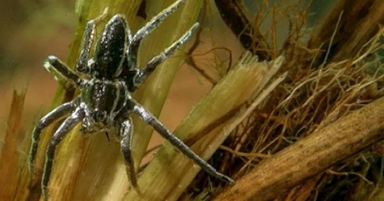 – Rat-Sized, Fish-Eating Spiders Are Having A UK Comeback