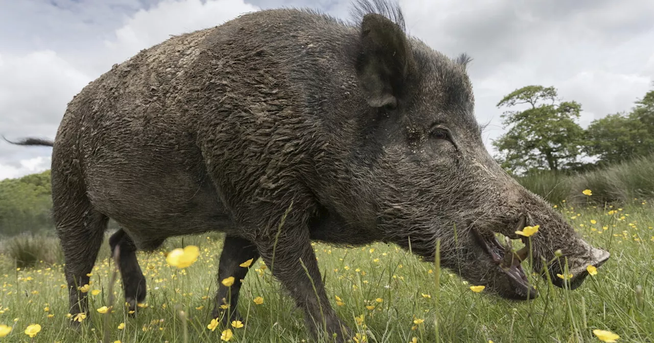 Gesù ci ha voluti carnivori, e di orsi e di cinghiali non dovremmo fare spezzatino?