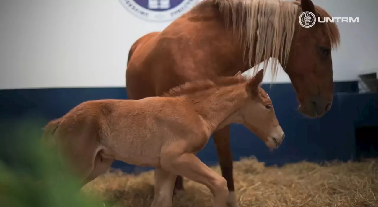 Perù, nato primo cavallo clonato della razza paso