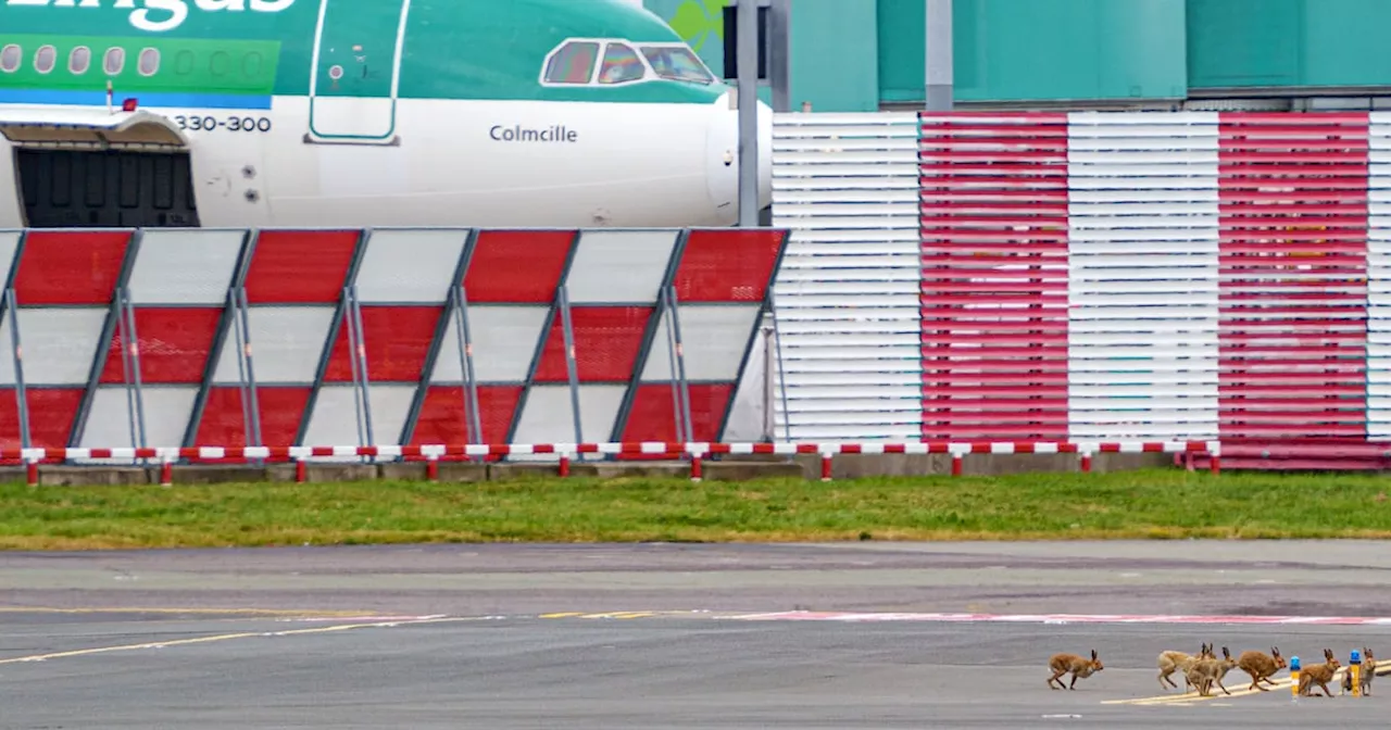 ‘Horrible and very stressful’: Aer Lingus let down older passengers with mobility scooter who needed help