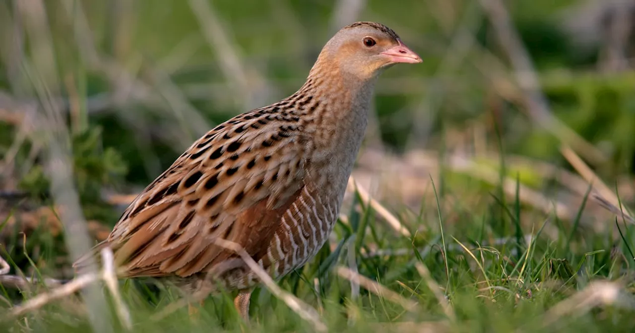 Number of corncrake territories reaches highest level in 25 years