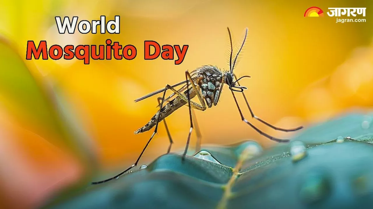 World Mosquito Day 2024: मच्छरों से होने वालेे खतरों के प्रति सावधान करने के मकसद से मनाते हैं यह दिन