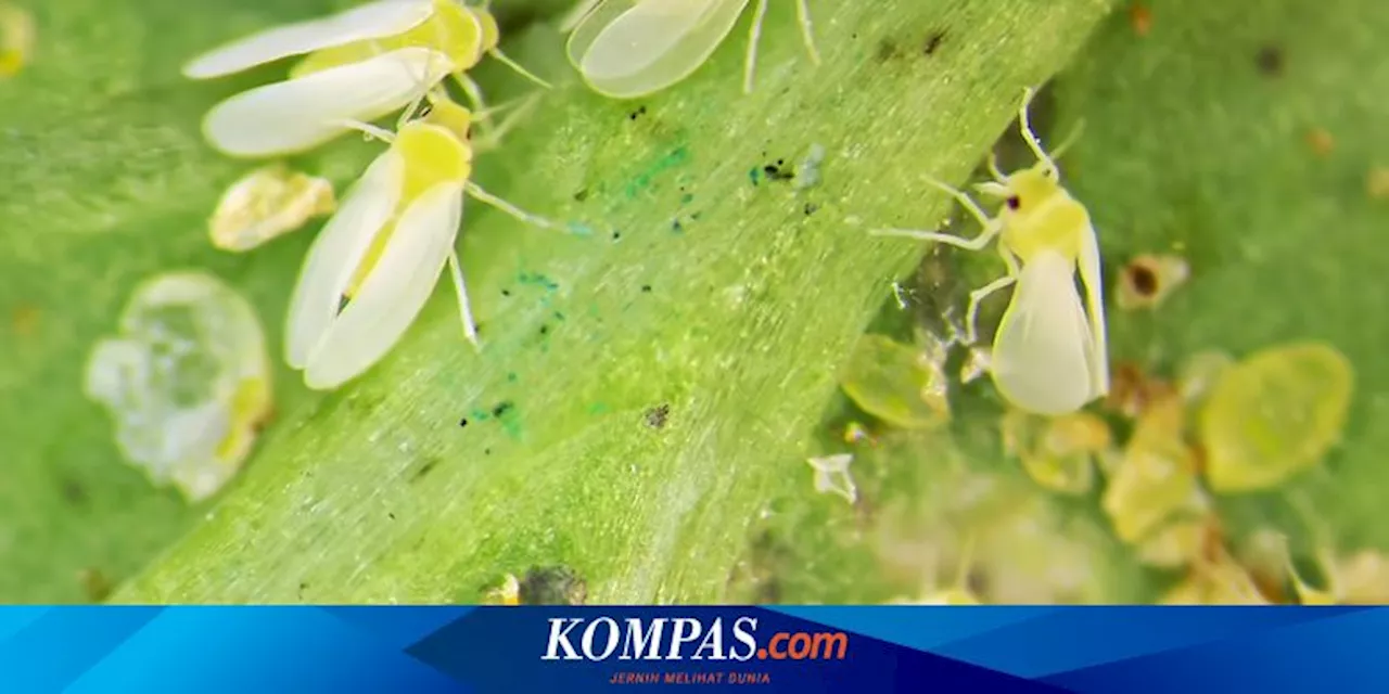 5 Cara Basmi Kutu Kebul yang Menyerang Tanaman