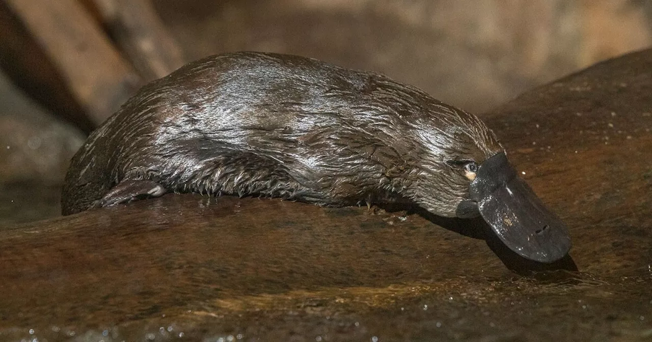 San Diego Zoo joins Australian zoo in study to protect platypuses from climate change