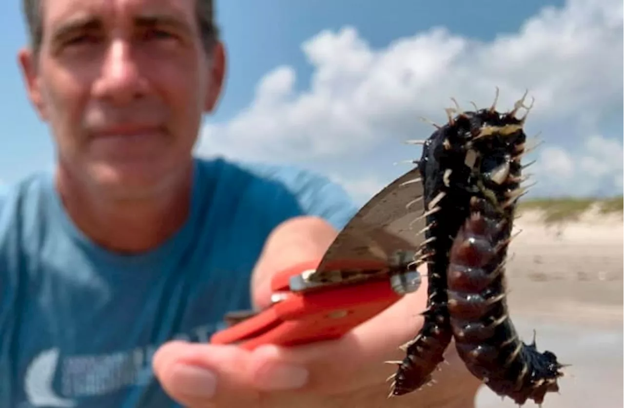 DO NOT TOUCH: These worms found on Texas beach are ‘your worst nightmare’