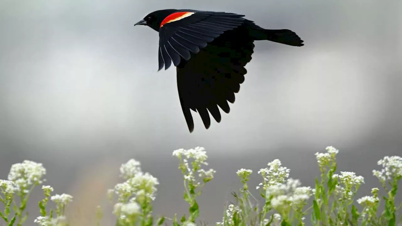 Utah opens up another $6.5M for projects that benefit Great Salt Lake wetlands